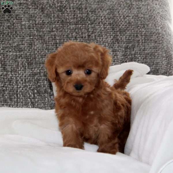 Krystal, Havapoo Puppy